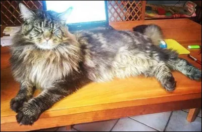 Ce maine coon faisait avec ses 15 kilogrammes et ses 120 centimètres, la taille dun enfant de 7 ans !