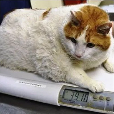 Cest un chat obèse, le plus lourd du monde avec ses 18 kilogrammes.