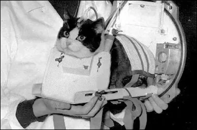 Cest le premier félin à être allé dans lespace et à en revenir vivant.