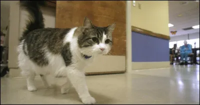 Il aurait la particularité daller près des patients dun hôpital sur le point de mourir et de se blottir à leurs côtés pendant leurs derniers instants.