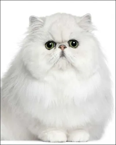 Comment s'appelle cette race ?