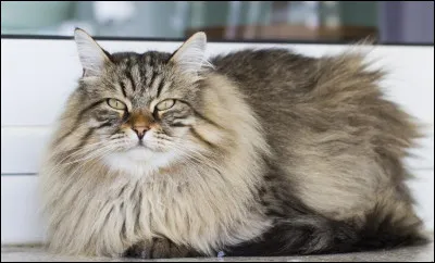 Comment s'appelle cette race ?