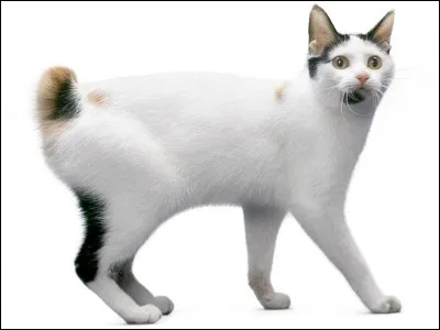 Quelle est cette race ?