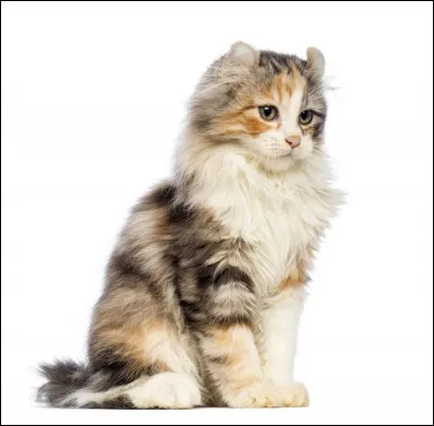 Quel est le nom de cette race ?