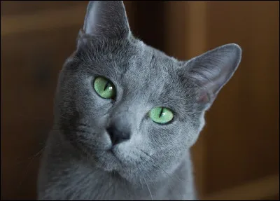 Comment s'appelle cette race ?