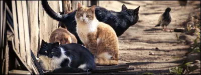 Vis-tu en communaut&eacute; ?