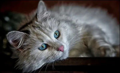 Quelle est la particularit&eacute; de ton pelage ?