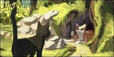 Combien de chaton a-t-il eus ?