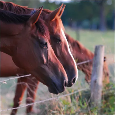 Quelle est la robe décrite : robe d'apparence dorée ou crème.