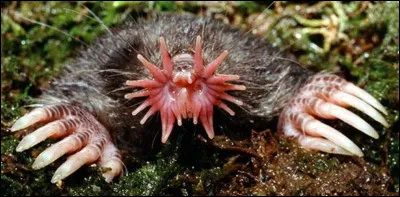 Dites-moi juste lespèce de cette bestiole à nez étoilé.