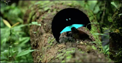 Voici un oiseau en pleine parade nuptiale, le connaissez-vous ?