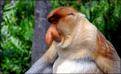 Ce cousin de Rastapopulos a un drôle de nez, quon retrouve dans son nom.