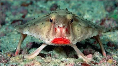 Où peut-on trouver le poisson chauve-souris ?