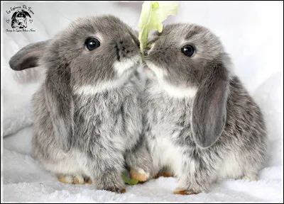 Quel est le nom d'un éleveur des lapins ?