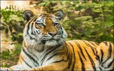 Quel est cet animal ?