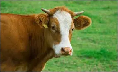 Quel est cet animal ?