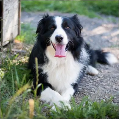 Quel est cet animal ?