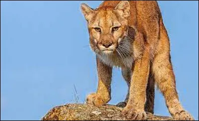 Quel est cet animal ?