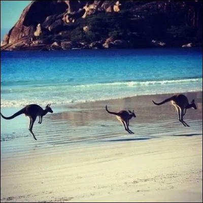 Lors de la cérémonie de clôture des Jeux olympiques quizzbiziens, Magoo a annoncé, après un discours qui fit pleurer comme des madeleines les plus anciennes du site, que les prochains Jeux olympiques d'été se dérouleraient dans la capitale de la France, une des plus belles villes du monde. Où se dérouleront-ils en 2032 ?