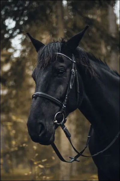 Nwt a obtenu la médaille d'or après son passage sur Picasso de Vinci, son cheval, lors de l'épreuve de dressage ; quelle est l'autre épreuve qui, avec le concours complet, permet à ses athlètes d'obtenir des médailles ?