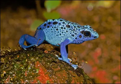 Est-ce que les grenouilles boivent de l'eau ?