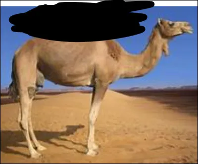 Est-ce que le chameau a une bosse ou deux bosses ?