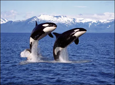 Est-ce qu'il existe des orques qui peuvent manger des grands requins blancs ?