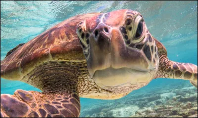 Est-ce que les tortues peuvent vivre plus de 100 ans ?