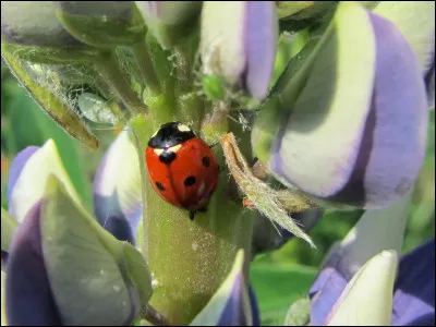 Est-ce que les coccinelles sont toujours rouges avec des points noirs ?