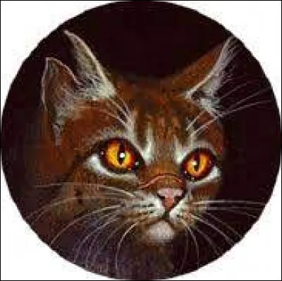 Quelles ont été les compagnes d'Étoile du Tigre ?