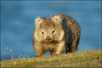 Animaux : Quel marsupial d'Australie est le seul animal au monde &agrave; faire des crottes cubiques ?