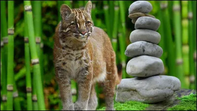 Cest un habitant discret des forêts d'Asie du Sud-Est, mais son comportement à l'état sauvage demeure mal connu en raison du faible nombre d'études scientifiques portant sur lui.