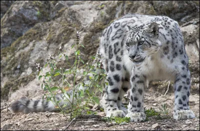 On lappelle aussi irbis ou panthère. Elle vit en Asie, au Tibet.