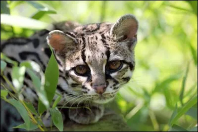 On lappelle aussi chat-tigre ou chat sauvage de la Nouvelle Espagne. Il vit en Amérique.