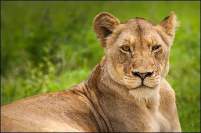 Sur limage, voici une femelle africaine. La reconnaissez-vous ?