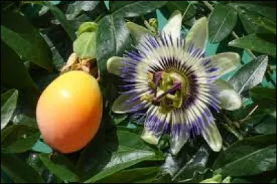 Que dire de cette splendide passiflore bleue (Passiflora caerulea) ?