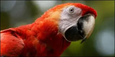 Quel est cet animal ?