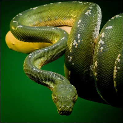 Quel est cet animal ?