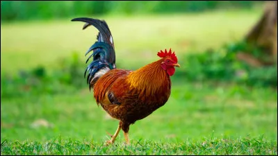 Quel est cet animal ?