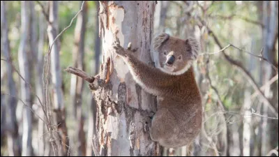 Quel est cet animal ?