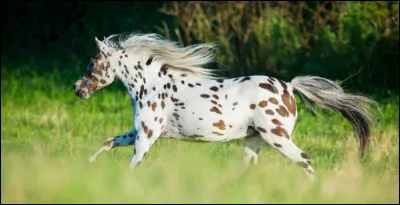 Comment s'appelle cette race &agrave; la belle robe tachet&eacute;e ?