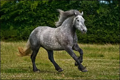 C'est la race la plus connue des chevaux de trait.