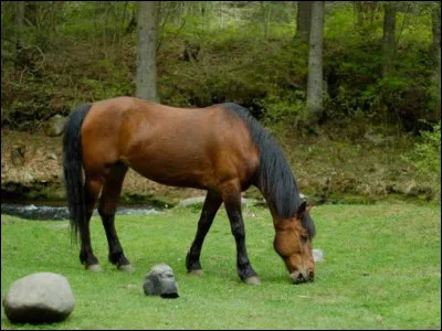 Il est sauvage et c'est pour cela qu'il n'est pas aim&eacute;. Quel cheval est-ce ?