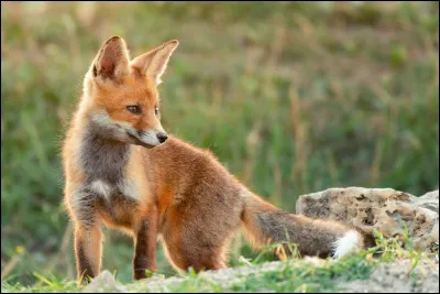 Quel est cet animal ?