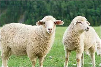 Quel est cet animal ?