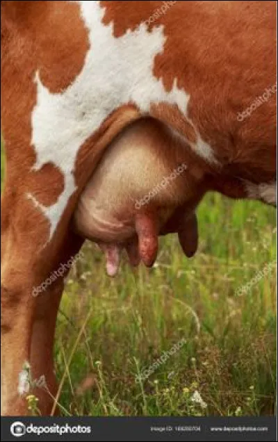 Tifs rétifs, c'est l'...