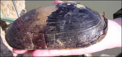 Elle se porte comme un charme, c'est l'...