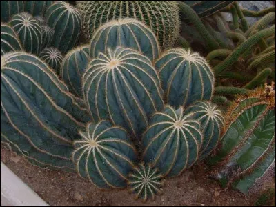 Atténue les effets d'un siège, c'est le...