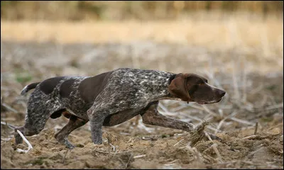 Comment appelle-t-on le chien de chasse qui simmobilise lorsquil sent du gibier ?