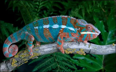 Caméléon : pourquoi change-t-il de couleur ?